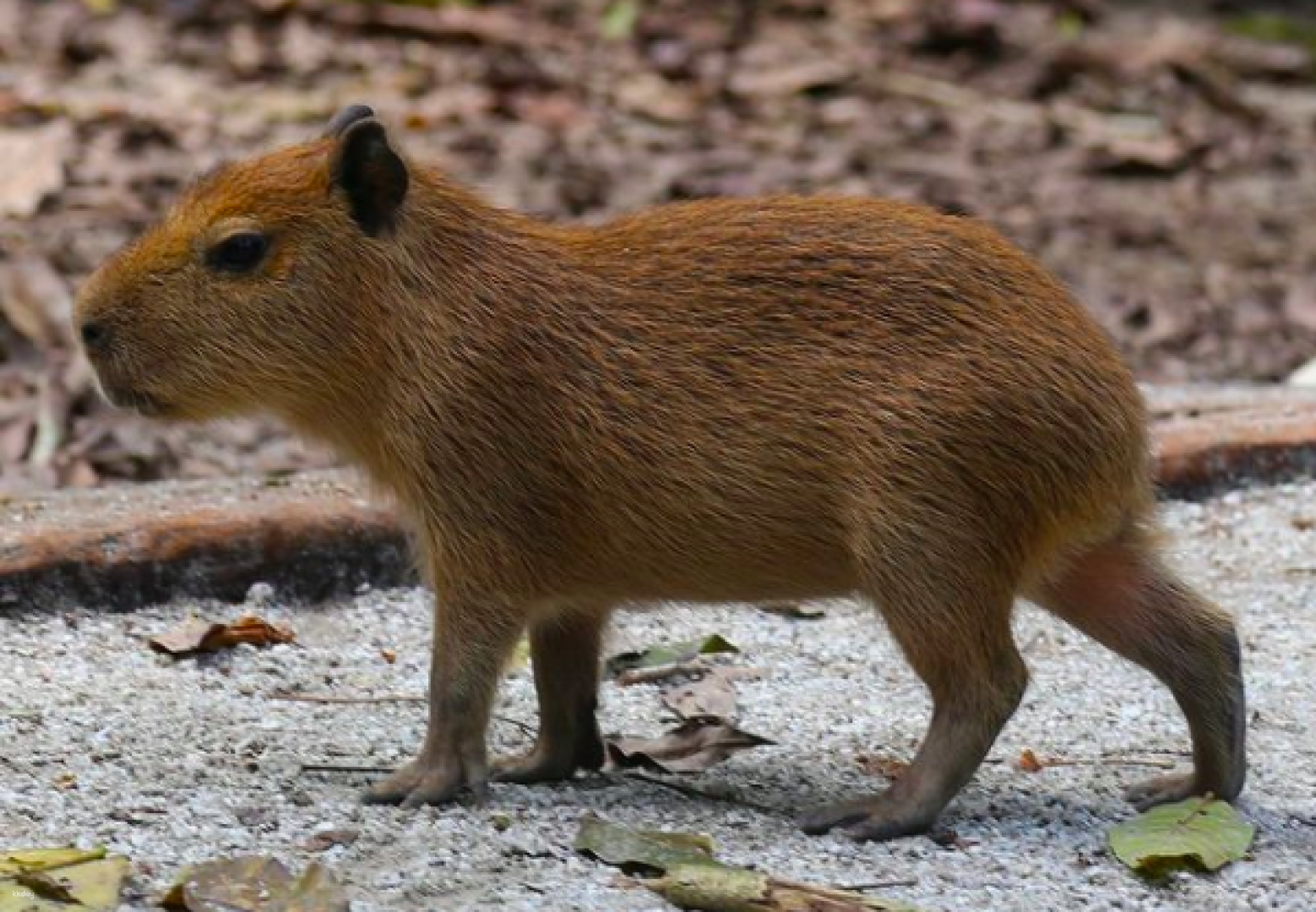 group flight booking